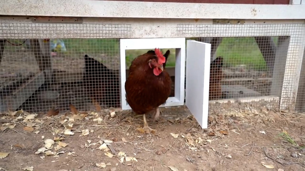 DIY Automatic Chicken Coop Door.00 00 51 29.Still006