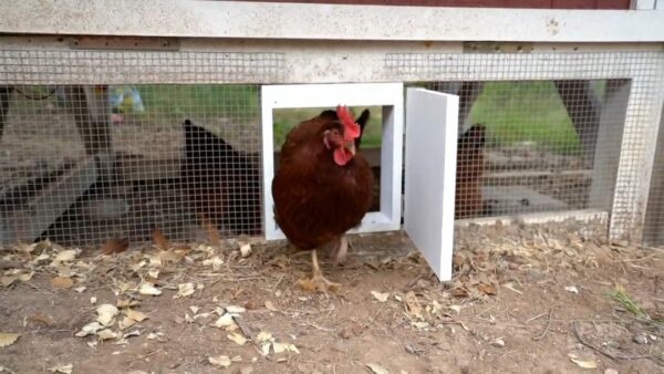diy automatic chicken coop door00 00 51 29still006